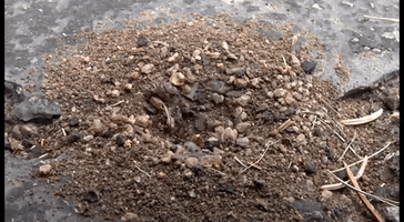 nile-republican  GIF