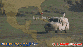mutt cutts GIF by Dumb and Dumber To