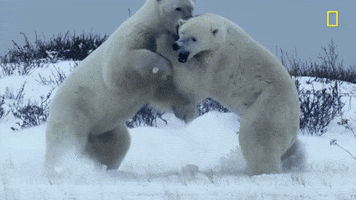 polar bears fighting GIF by National Geographic Channel
