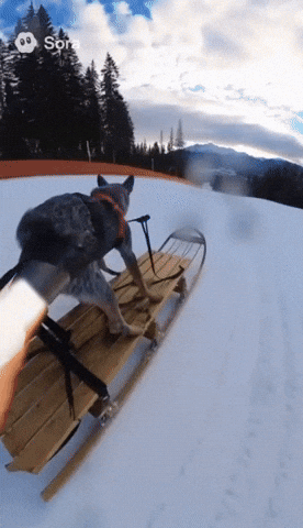 Dog Sled GIF