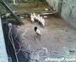 dog sheep GIF