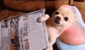 Chihuahua Chillin GIF by hamlet