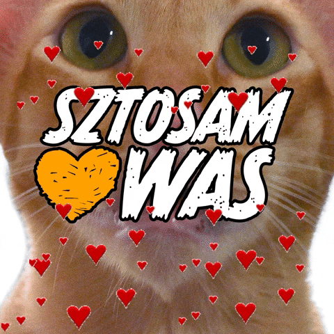 Cat Love GIF by Sztosy.co