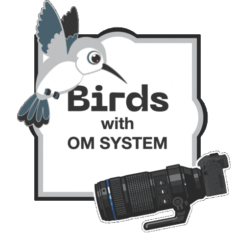 Photography Camera Sticker by OM SYSTEM