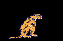big cat