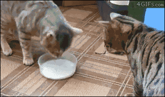 cats milk GIF