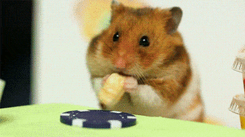 Hot Dog Tiny Hamster GIF