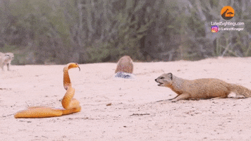 Park Safari GIF