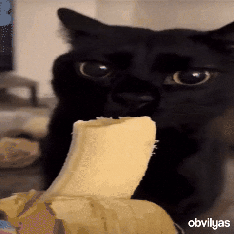 Black Cat GIF