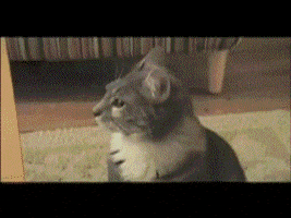 Video gif.  A cat looks off to the side and then suddenly looks straight at us.