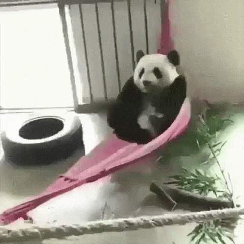 Animated Panda GIFs  Tenor