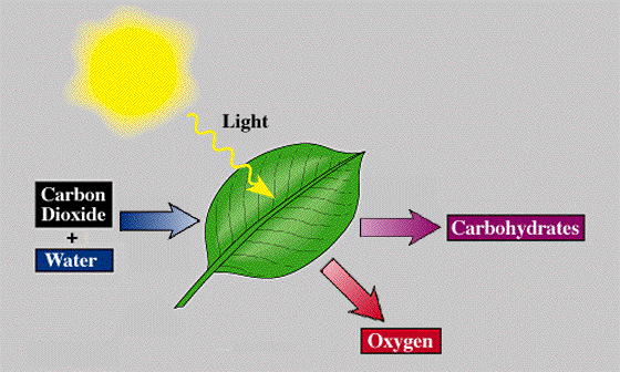 Image result for Photosynthesis GIFs
