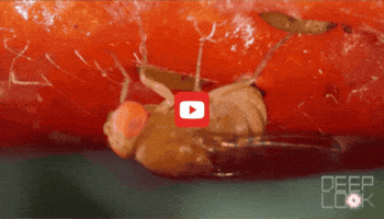 GIF by KQEDScience