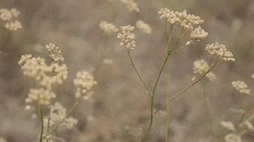 Nature GIF