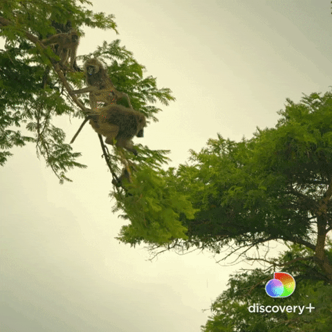 Jump Fly GIF by Discovery