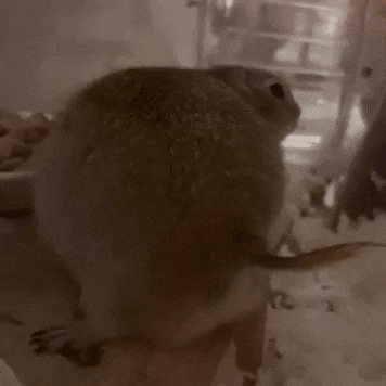 Squirrel GIF