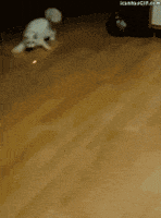 cate GIF