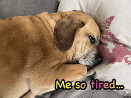 Dog GIF