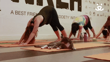 Best Friends Yoga GIF by Best Friends Animal Society