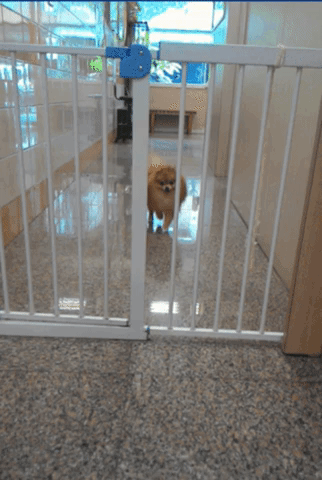 cage immigration GIF