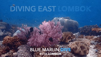 Scuba Diving Corals GIF by BMKL