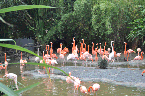 san diego zoo