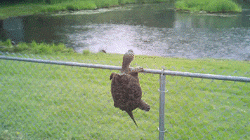 turtle remember GIF
