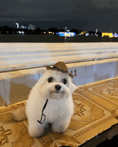 Jomvet Silly Dog In Cowboy Hat GIF