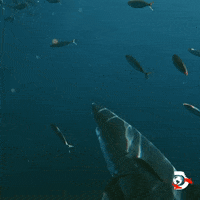 Ocean Omg GIF by Shark Week