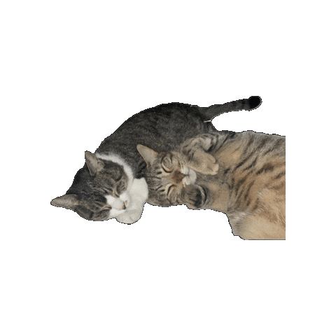 Cat Sticker by KW Bellevue