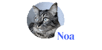 Cat Dog Sticker by dalma_app