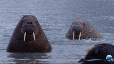 Marine Mammal Walrus GIF by Mission Blue