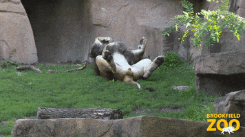 Lion Roll GIF by Brookfield Zoo