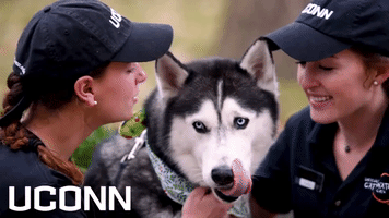 uconn jonathan the husky GIF