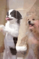 Amy Schumer Dogs GIF