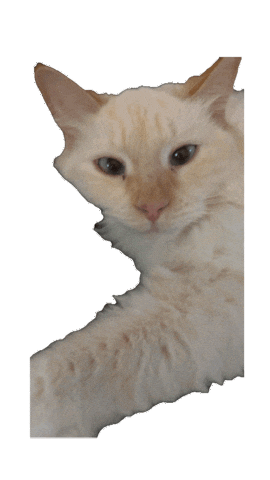 Animated Sticker