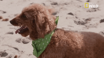 Pupparazzi Puppy Potty Face GIF by Nat Geo Wild