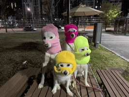 Gangster Dawg GIF