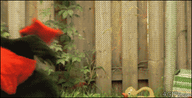 https://media4.giphy.com/media/Bak719jJB7mko/giphy.gif?cid=28f76e61sz9kwgu4r2pywyu9irkv7si4bgvish0fswaifawl&rid=giphy.gif
