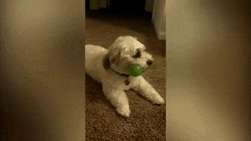 dog GIF by America's Funniest Home Videos