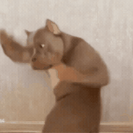 Boxing Bulldog GIF