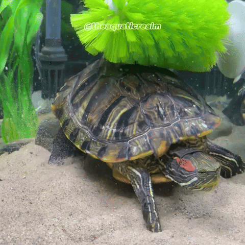 Red Eared Slider Turtle GIF
