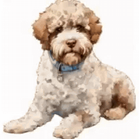 Lagotto Schulhund GIF by Lernfitness