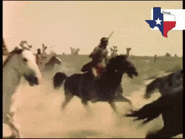Horse GIF