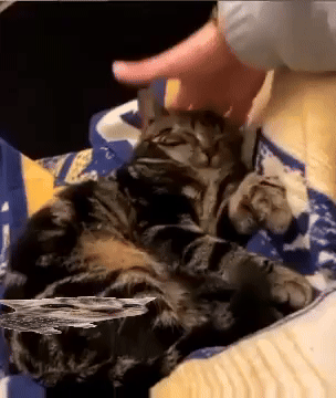 Cat GIF