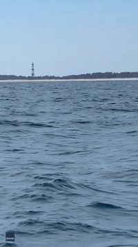 Humpback Whales Spotted Breaching Off North Carolina Coast