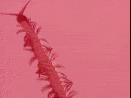 Centipede GIF