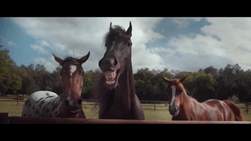 coxy lol laughing horse lmao GIF