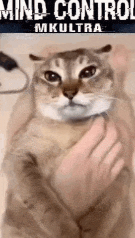 Mei Mei Cat GIF
