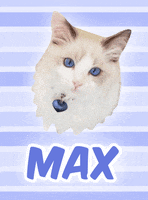 Cat Max GIF